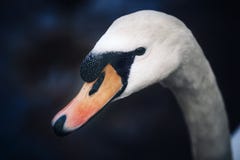 Portrait of a Swan head stock image Portrait of a Swan head stock image