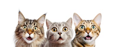 Portrait of Three Surprised Cats. 