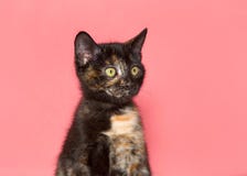 Portrait of a tiny tortie kitten looking to viewers right on pink background stock photo Portrait of a tiny tortie kitten looking to viewers right on pink background stock photo