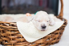 Portrait of two weeks old cute golden retriever puppy in the basket. Lovely Golden retriever bab is lying in the basket royalty free stock photo Portrait of two weeks old cute golden retriever puppy in the basket. Lovely Golden retriever bab is lying in the basket royalty free stock photo