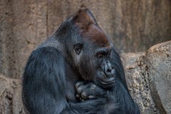 Portrait of very powerful but calm alpha male African gorilla stock photos Portrait of very powerful but calm alpha male African gorilla stock photos