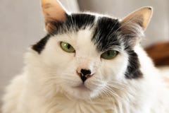 Portrait of white cat and his snout stock photography Portrait of white cat and his snout stock photography