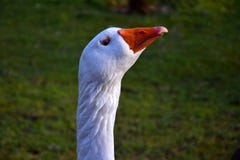 Portrait of a white domestic goose stock image Portrait of a white domestic goose stock image