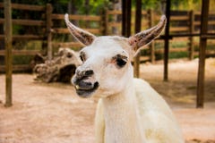 Portrait of a white llama, Lama glama stock photography Portrait of a white llama, Lama glama stock photography