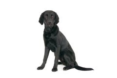 Portrait of a young black labrador stock photo Portrait of a young black labrador stock photo