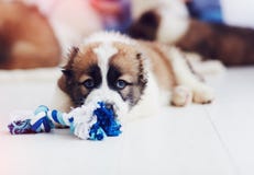 Portrait of young caucasian shepherd puppy lying on the floor at home Stock Photography Portrait of young caucasian shepherd puppy lying on the floor at home Stock Photography