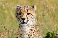 Portrait of a young cheetah stock image Portrait of a young cheetah stock image