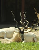 Portraits of animals - an addax antelope at a ZOO stock photography Portraits of animals - an addax antelope at a ZOO stock photography