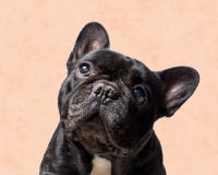 Portret czarny francuski buldog na pomara?czowym tle zdjęcia royalty free Portret czarny francuski buldog na pomara?czowym tle zdjęcia royalty free