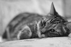 Portret die op het bed van een zieke binnenlandse kat liggen royalty-vrije stock afbeelding Portret die op het bed van een zieke binnenlandse kat liggen royalty-vrije stock afbeelding