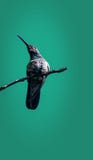 Portret Hummingbird zakończenie w górę obsiadania na gałąź drzewo Ptaki w przyrodzie obraz royalty free Portret Hummingbird zakończenie w górę obsiadania na gałąź drzewo Ptaki w przyrodzie obraz royalty free