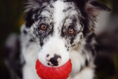 Portret marmurowy Border collie z czerwoną piłką fotografia stock Portret marmurowy Border collie z czerwoną piłką fotografia stock