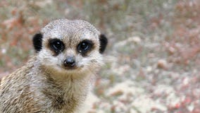 Portret meerkat zdjęcia stock Portret meerkat zdjęcia stock