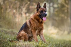 Portret piękna męska niemiecka baca plenerowa obraz stock Portret piękna męska niemiecka baca plenerowa obraz stock