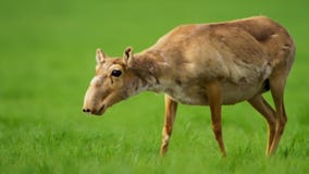 Portret saiga antylopa zdjęcie royalty free Portret saiga antylopa zdjęcie royalty free