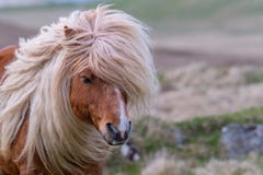 Portret samotny Shetland konik na Szkockim Cumuje na Jej zdjęcia royalty free Portret samotny Shetland konik na Szkockim Cumuje na Jej zdjęcia royalty free