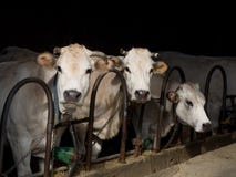 Portret van drie witte melkkoeien in een stal stock foto's Portret van drie witte melkkoeien in een stal stock foto's