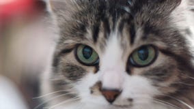Portret van droevige grijze katjes dichte omhooggaand klem Close-up van het gezicht van de gestreepte katkat Faunaachtergrond Slu royalty-vrije stock foto Portret van droevige grijze katjes dichte omhooggaand klem Close-up van het gezicht van de gestreepte katkat Faunaachtergrond Slu royalty-vrije stock foto