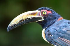 Portret van een exotische aracari stock fotografie Portret van een exotische aracari stock fotografie
