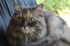 Portret van een grijze kat Noors Forest Cat Leuke Noorse bos en kat die eruit zien luisteren stock fotografie Portret van een grijze kat Noors Forest Cat Leuke Noorse bos en kat die eruit zien luisteren stock fotografie