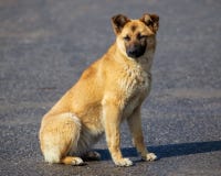 Portret van een hond in de middag stock afbeeldingen Portret van een hond in de middag stock afbeeldingen