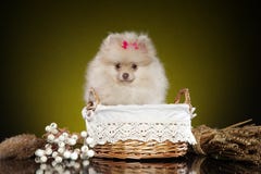 Portret van een jong Spitz puppy in rieten mand stock afbeelding Portret van een jong Spitz puppy in rieten mand stock afbeelding