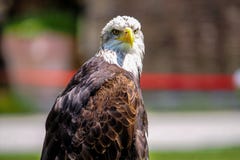 Portret van een kale adelaar lat Haliaeetusleucocephalus royalty-vrije stock foto Portret van een kale adelaar lat Haliaeetusleucocephalus royalty-vrije stock foto