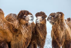 Portret van een kameel Kamelen in de steppe van de winterstavropol royalty-vrije stock afbeeldingen Portret van een kameel Kamelen in de steppe van de winterstavropol royalty-vrije stock afbeeldingen