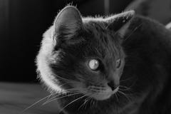 Portret van een kat royalty-vrije stock foto Portret van een kat royalty-vrije stock foto