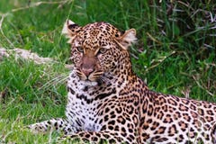 Portret van een luipaard die op het gras liggen Kenia, Afrika stock foto's Portret van een luipaard die op het gras liggen Kenia, Afrika stock foto's