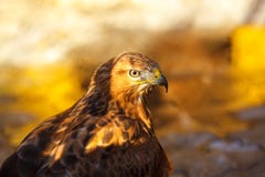 Portret van een mooi close-up van de vogelhavik stock afbeeldingen Portret van een mooi close-up van de vogelhavik stock afbeeldingen