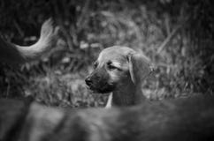 Portret van een weinig dakloos puppy Groot hoofd zwart-wit stock afbeeldingen Portret van een weinig dakloos puppy Groot hoofd zwart-wit stock afbeeldingen