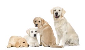 Portret van Labradors en Gouden Retriever royalty-vrije stock foto Portret van Labradors en Gouden Retriever royalty-vrije stock foto