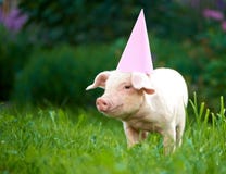 Portret van leuk weinig roze piggy status in tuin onder groen gras stock foto Portret van leuk weinig roze piggy status in tuin onder groen gras stock foto