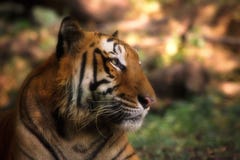 Portret van t-19 Krishna in Ranthambore stock afbeelding Portret van t-19 Krishna in Ranthambore stock afbeelding