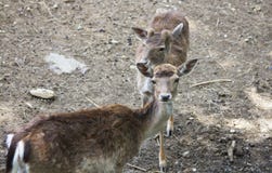 Portret van twee jonge braakakkerdeers stock foto Portret van twee jonge braakakkerdeers stock foto