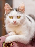 Portret van wit kattenclose-up De kat zit in room_ royalty-vrije stock fotografie Portret van wit kattenclose-up De kat zit in room_ royalty-vrije stock fotografie