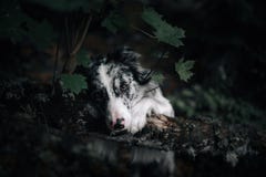 Portret van witte en zwarte hond met afluisteraar die omhoog op lettend kijken royalty-vrije stock fotografie Portret van witte en zwarte hond met afluisteraar die omhoog op lettend kijken royalty-vrije stock fotografie
