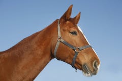 Portret ładnego purebred cisawy złocisty koń przy corral drzwi fotografia stock Portret ładnego purebred cisawy złocisty koń przy corral drzwi fotografia stock