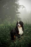 portreta Bernese góry psy siedzą na trawie ciemny las na tle obraz stock portreta Bernese góry psy siedzą na trawie ciemny las na tle obraz stock