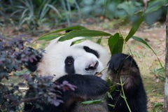 Porträt des großen Pandas, des Ailuropoda melanoleuca oder des Panda Bears Schließen Sie oben vom großen Panda, der Bambus liegt stockfoto Porträt des großen Pandas, des Ailuropoda melanoleuca oder des Panda Bears Schließen Sie oben vom großen Panda, der Bambus liegt stockfoto