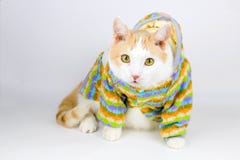 Porträt der netten weißen und roten Katze lizenzfreies stockbild Porträt der netten weißen und roten Katze lizenzfreies stockbild