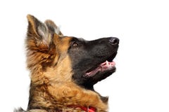Porträt des Schäferhunds aufmerksam schauend und auf eine Bestellung wartend lizenzfreie stockbilder Porträt des Schäferhunds aufmerksam schauend und auf eine Bestellung wartend lizenzfreie stockbilder
