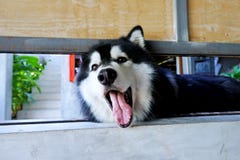 Porträt des sibirischen Huskys Kamera auf dem Boden betrachtend stockbild Porträt des sibirischen Huskys Kamera auf dem Boden betrachtend stockbild
