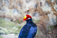 Porträt eines bunten violetten Turaco 1 lizenzfreie stockfotos Porträt eines bunten violetten Turaco 1 lizenzfreie stockfotos