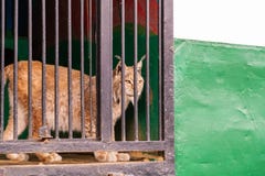 Porträt eines wilden Luchses im Profil des Gitterzauns stockfotos Porträt eines wilden Luchses im Profil des Gitterzauns stockfotos