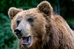Porträt von Braunbär Ursus arctos beringianus lizenzfreies stockbild Porträt von Braunbär Ursus arctos beringianus lizenzfreies stockbild