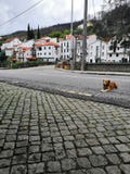 Portugal by 2019 arkivbild Portugal by 2019 arkivbild
