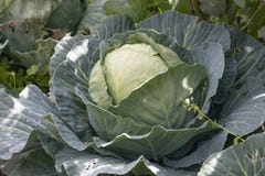 Portuguese Green Cabbage Stock Images