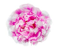 Portulacabloem op witte achtergrond met het knippen van weg wordt geïsoleerd die royalty-vrije stock foto's Portulacabloem op witte achtergrond met het knippen van weg wordt geïsoleerd die royalty-vrije stock foto's